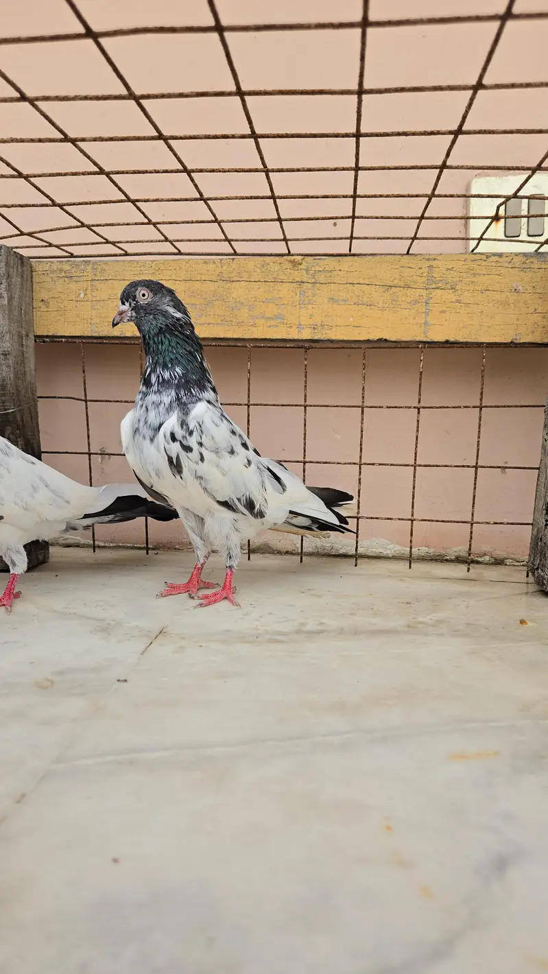 Teddy Pair/Teddi Pair/kabootar/Pigeon — photo 2