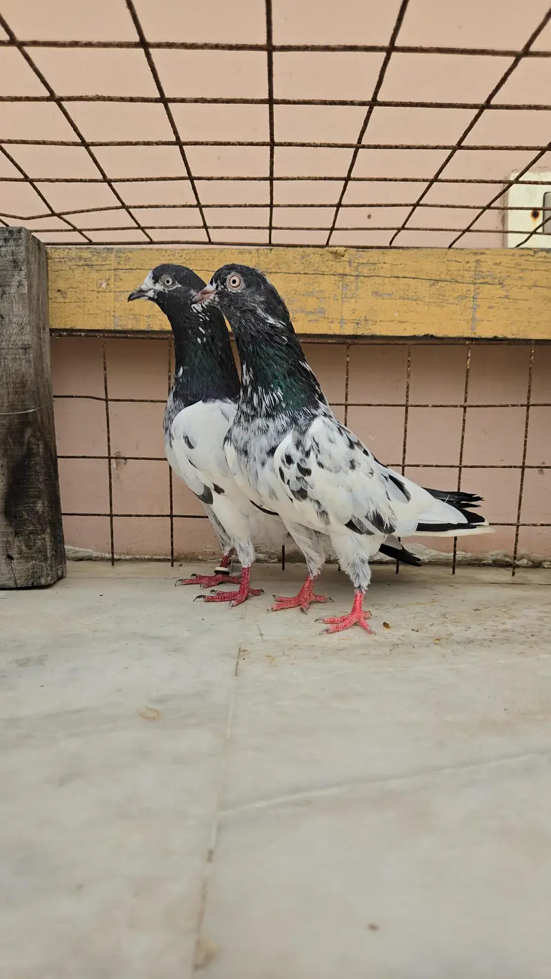 Teddy Pair/Teddi Pair/kabootar/Pigeon — photo 3
