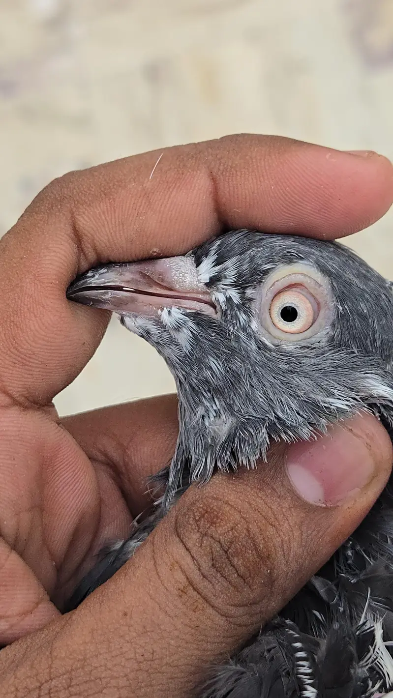 Teddy Pair/Teddi Pair/kabootar/Pigeon — photo 4