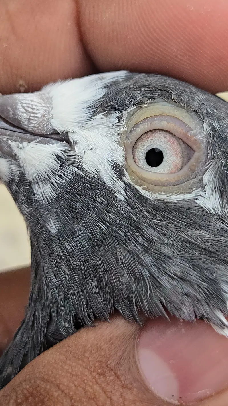 Teddy Pair/Teddi Pair/kabootar/Pigeon — photo 5