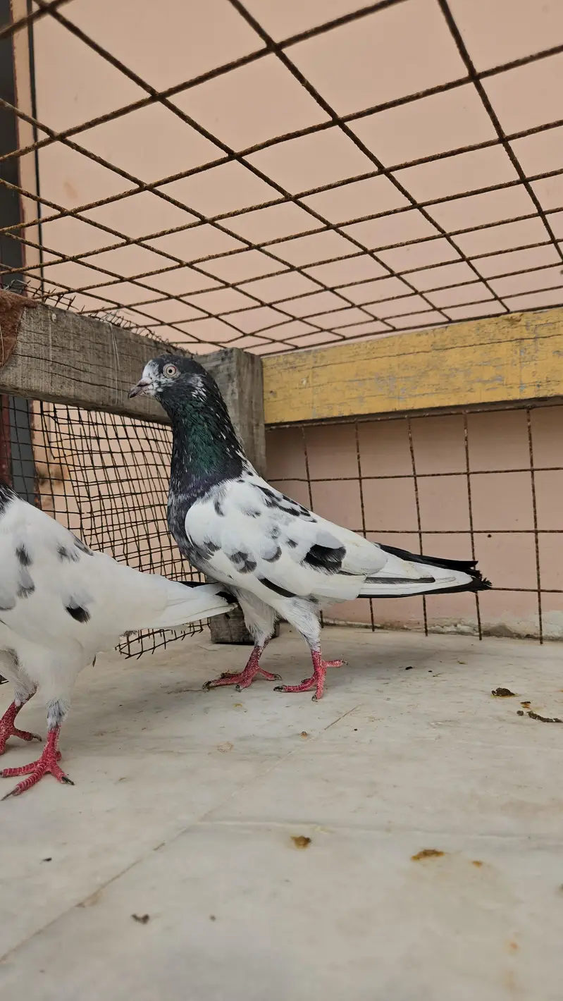 Teddy Pair/Teddi Pair/kabootar/Pigeon — photo 6