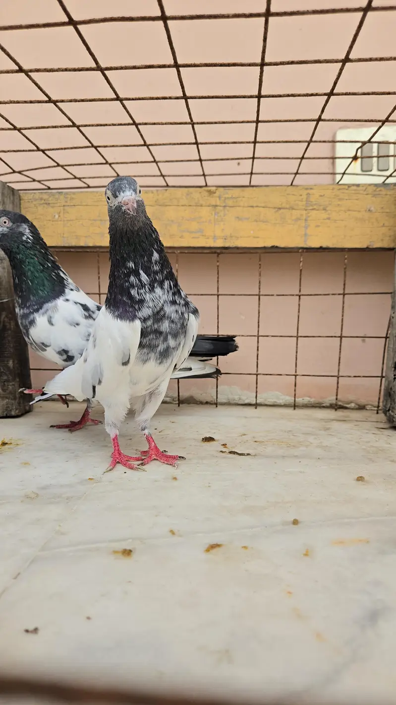 Teddy Pair/Teddi Pair/kabootar/Pigeon — photo 7