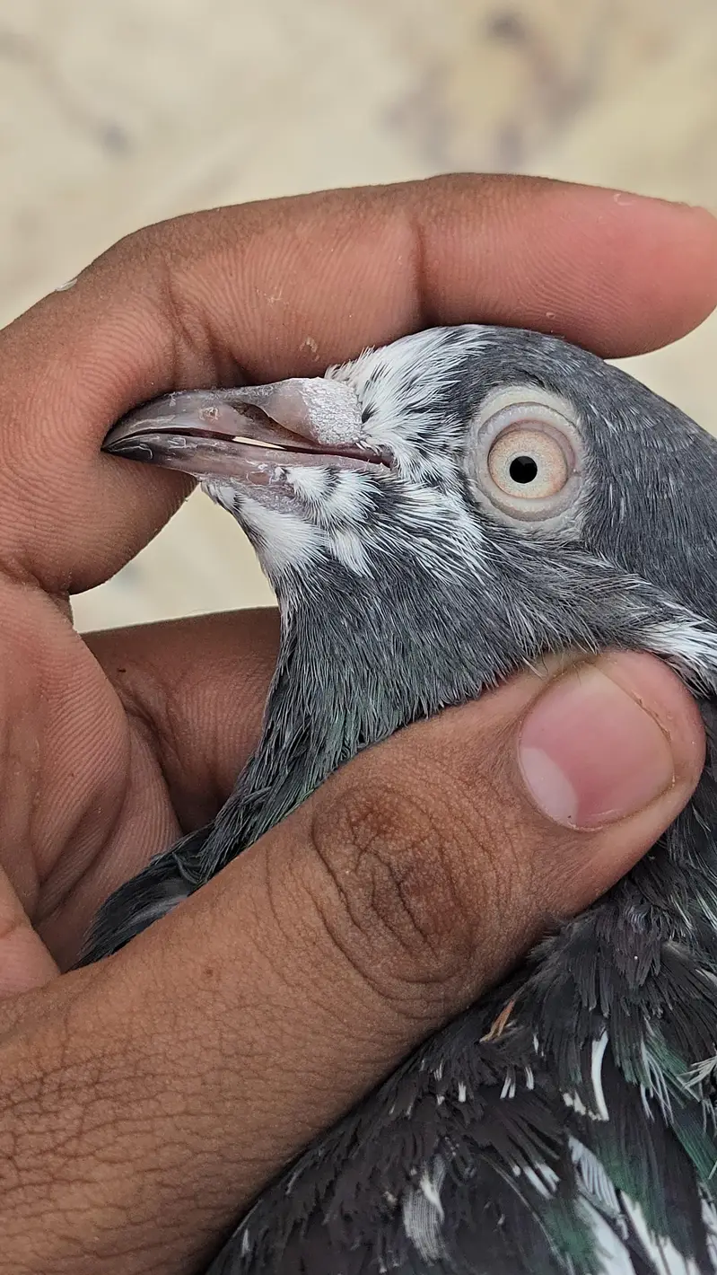 Teddy Pair/Teddi Pair/kabootar/Pigeon — photo 8