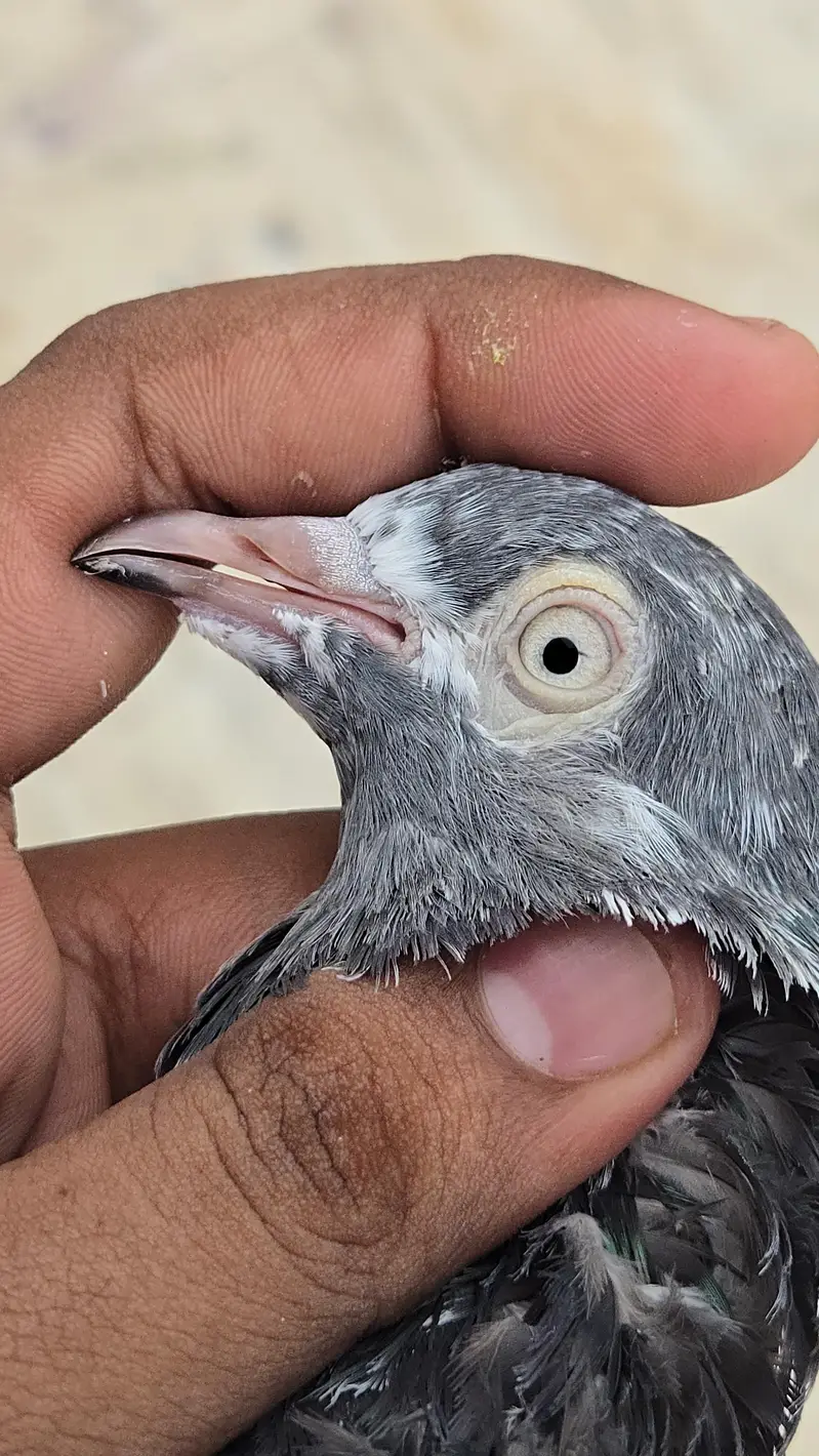 Teddy Pair/Teddi Pair/kabootar/Pigeon — photo 9