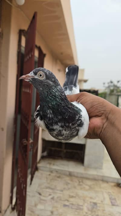 Teddy Pigeon/Teddi/kabootar/Pigeon