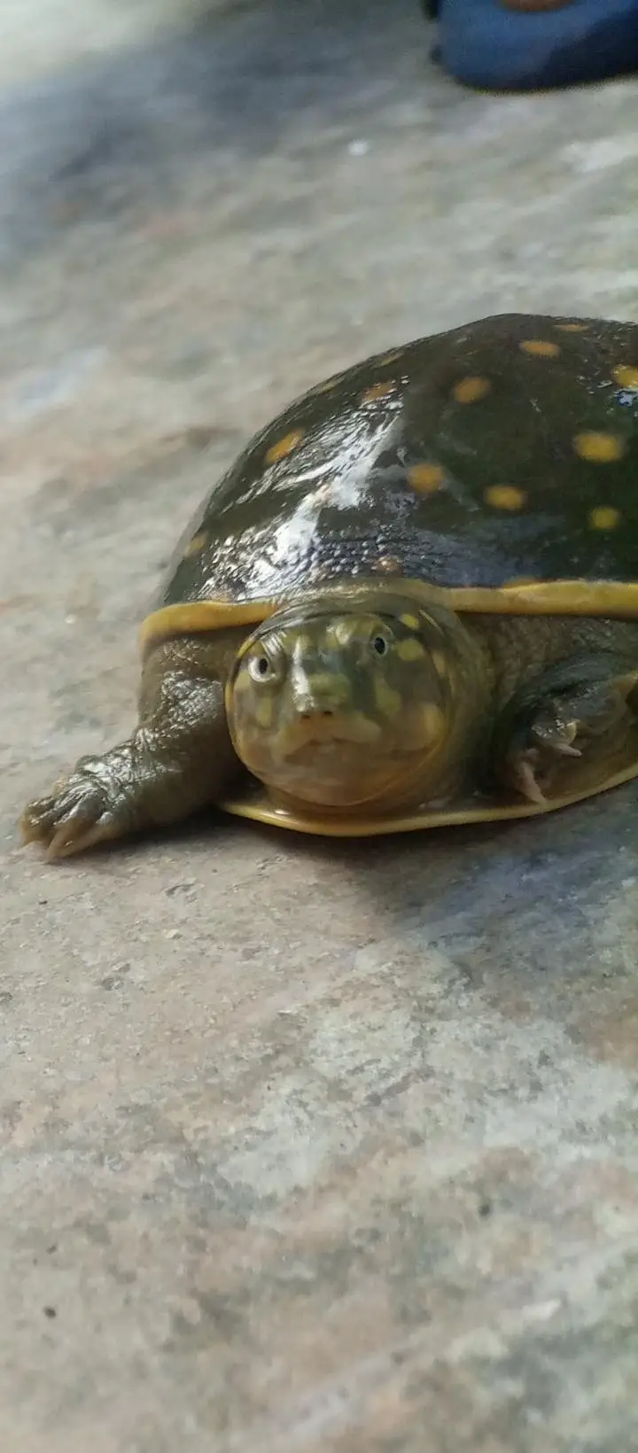Indian Flapshell Turtle – Found Turtle – Legal Rehoming