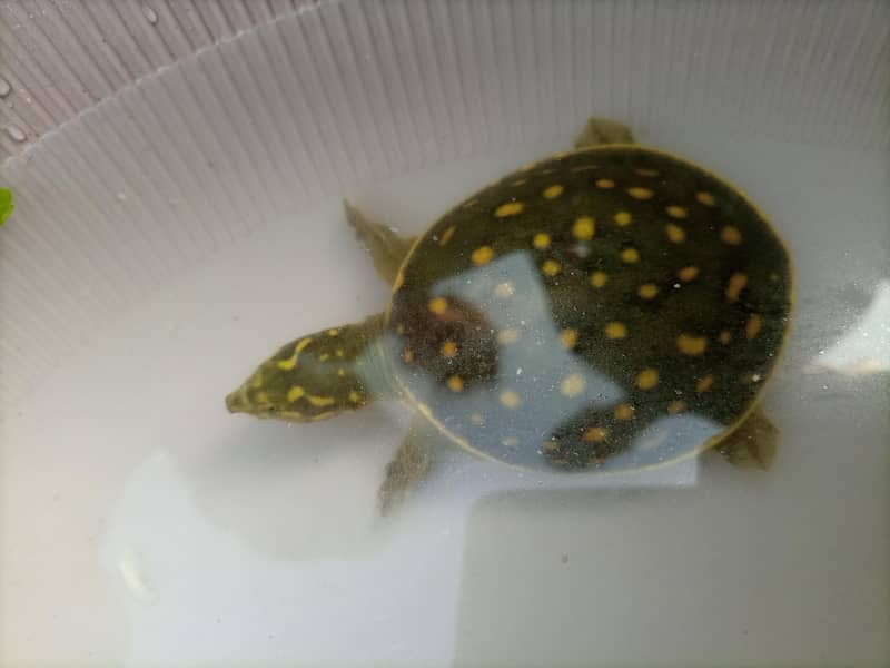Indian Flapshell Turtle 1