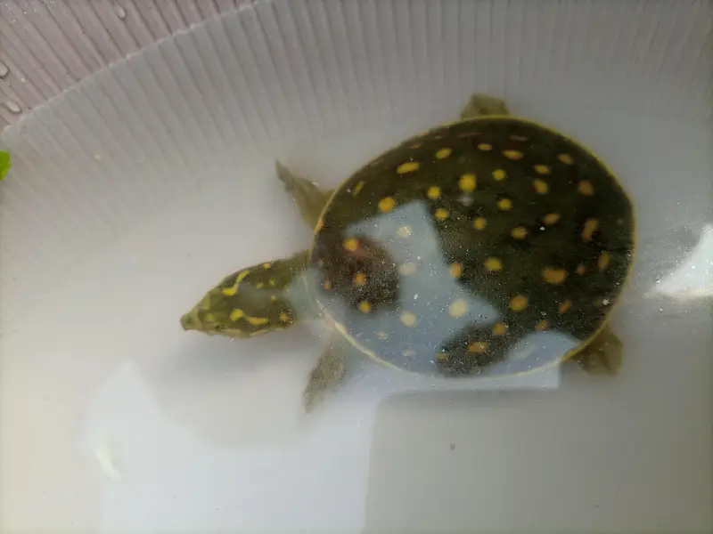 Indian Flapshell Turtle – Found Turtle – Legal Rehoming — photo 2