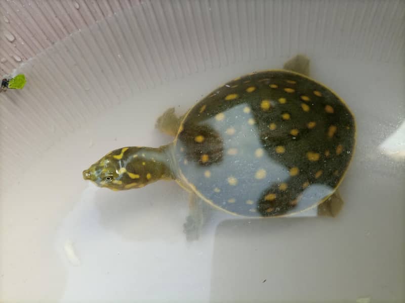 Indian Flapshell Turtle 2