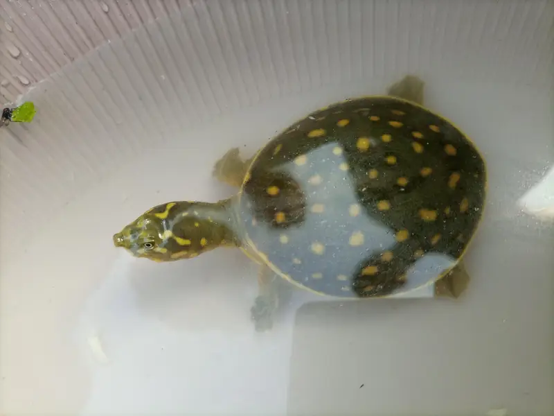 Indian Flapshell Turtle – Found Turtle – Legal Rehoming — photo 3