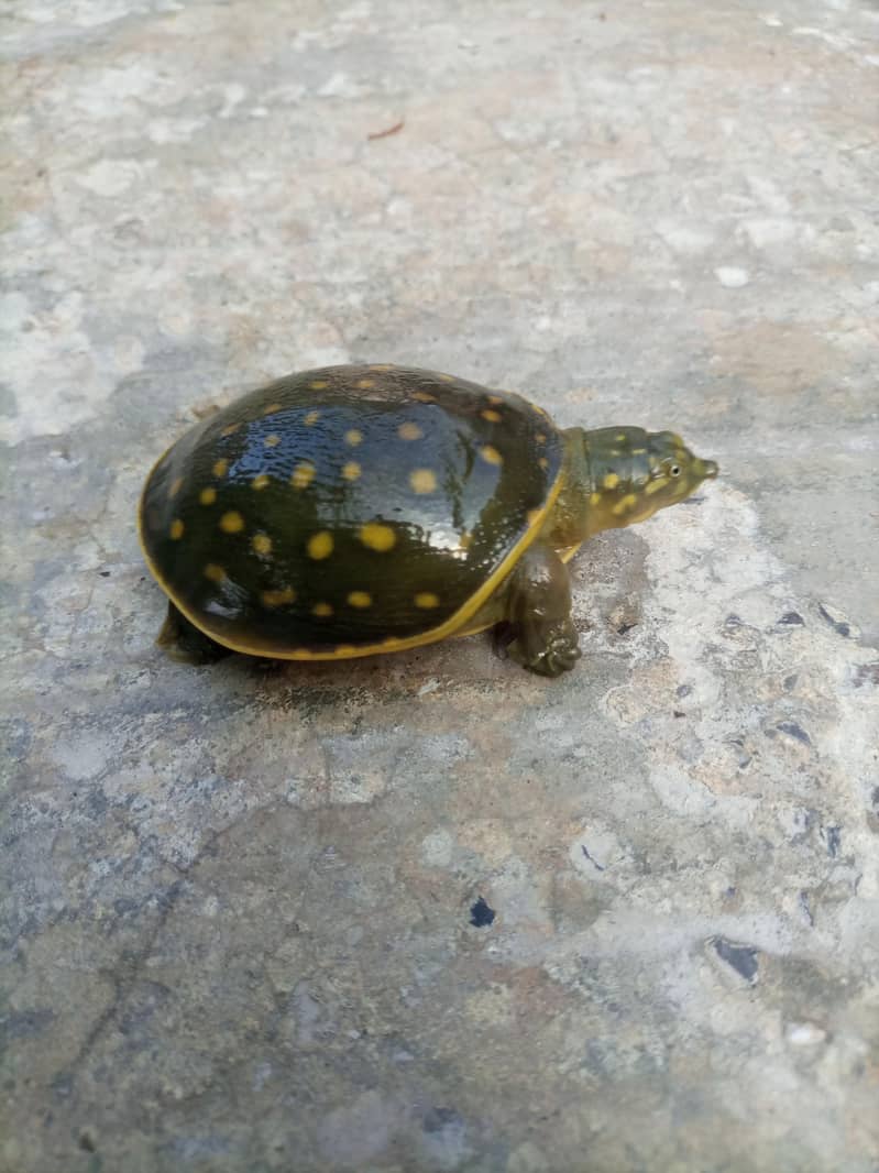Indian Flapshell Turtle 3
