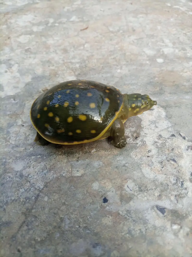 Indian Flapshell Turtle – Found Turtle – Legal Rehoming — photo 4