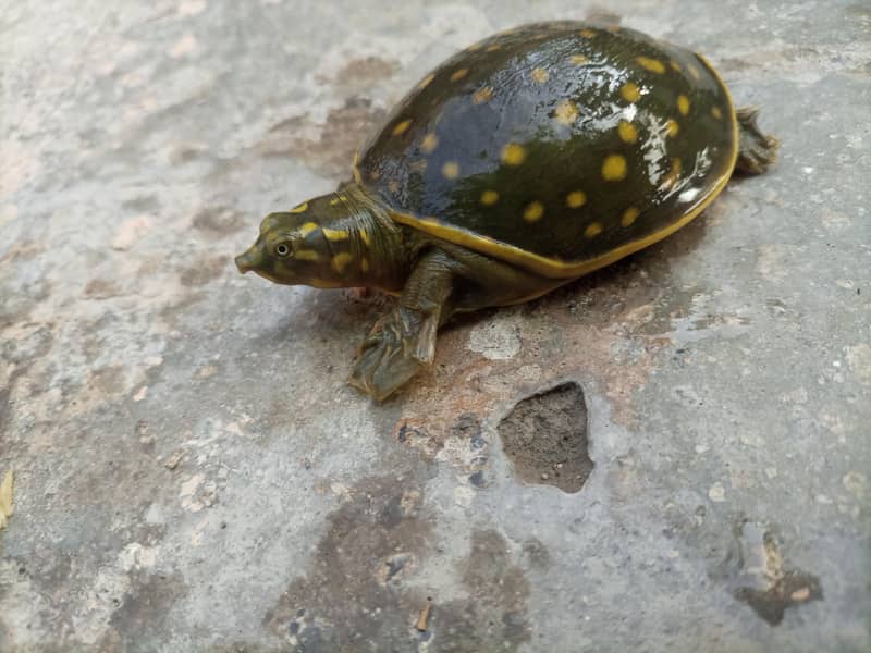 Indian Flapshell Turtle 4