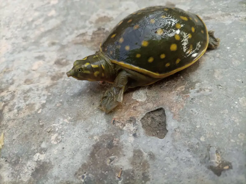 Indian Flapshell Turtle – Found Turtle – Legal Rehoming — photo 5
