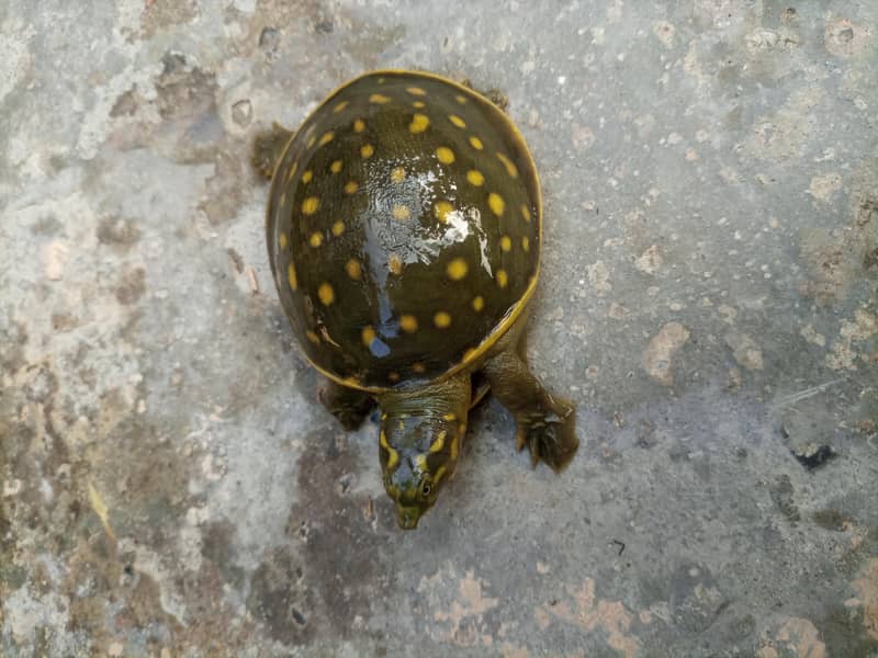 Indian Flapshell Turtle 5