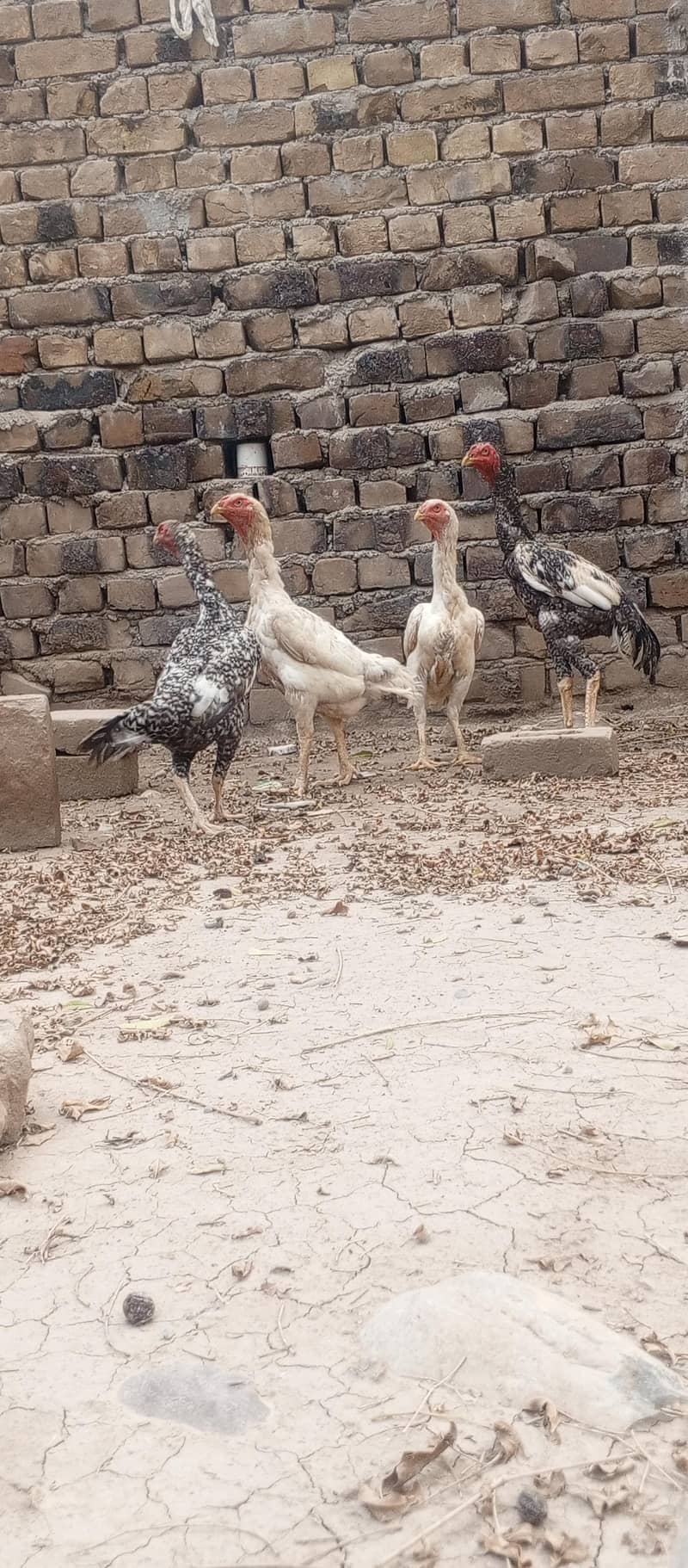 03111934098ہر قسم کی شاموں دستیاب ہے 1