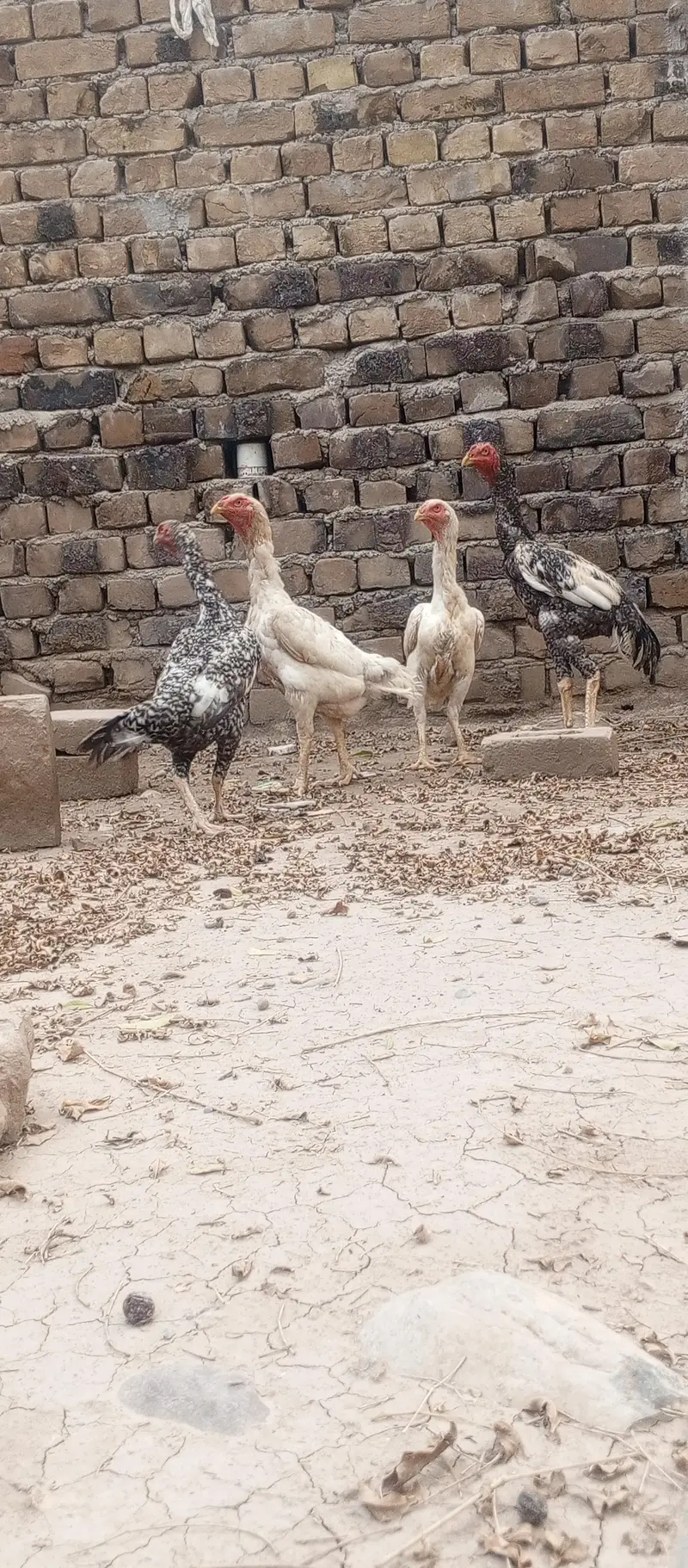 03111934098ہر قسم کی شاموں دستیاب ہے — photo 2
