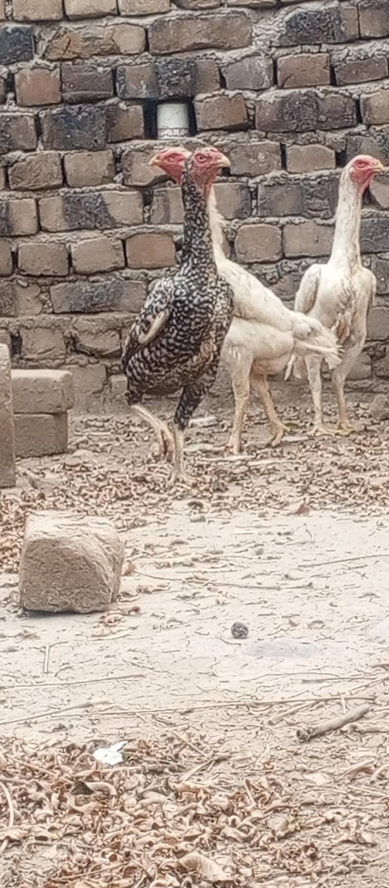 03111934098ہر قسم کی شاموں دستیاب ہے 2