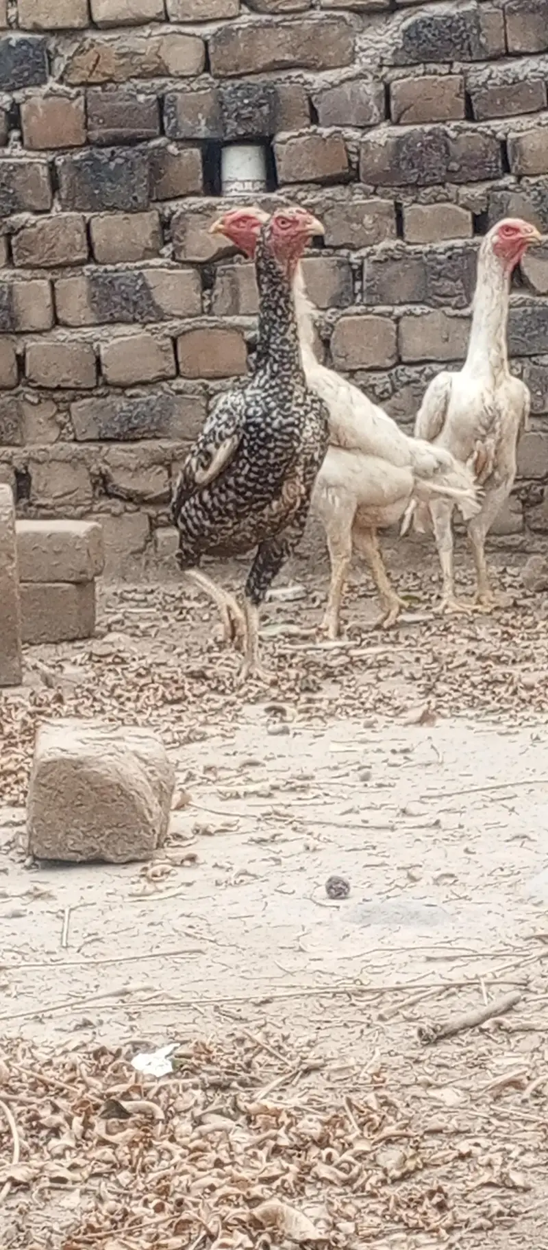03111934098ہر قسم کی شاموں دستیاب ہے — photo 3