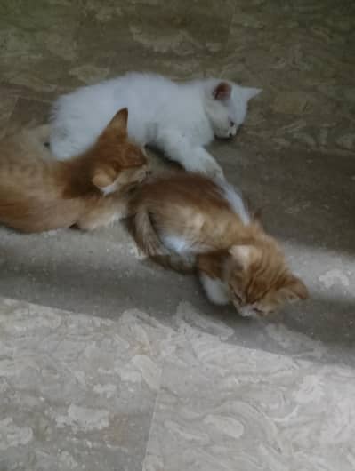 kittens for sale