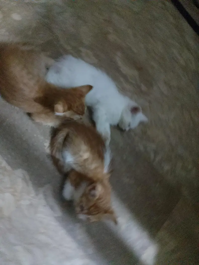 kittens for sale — photo 2