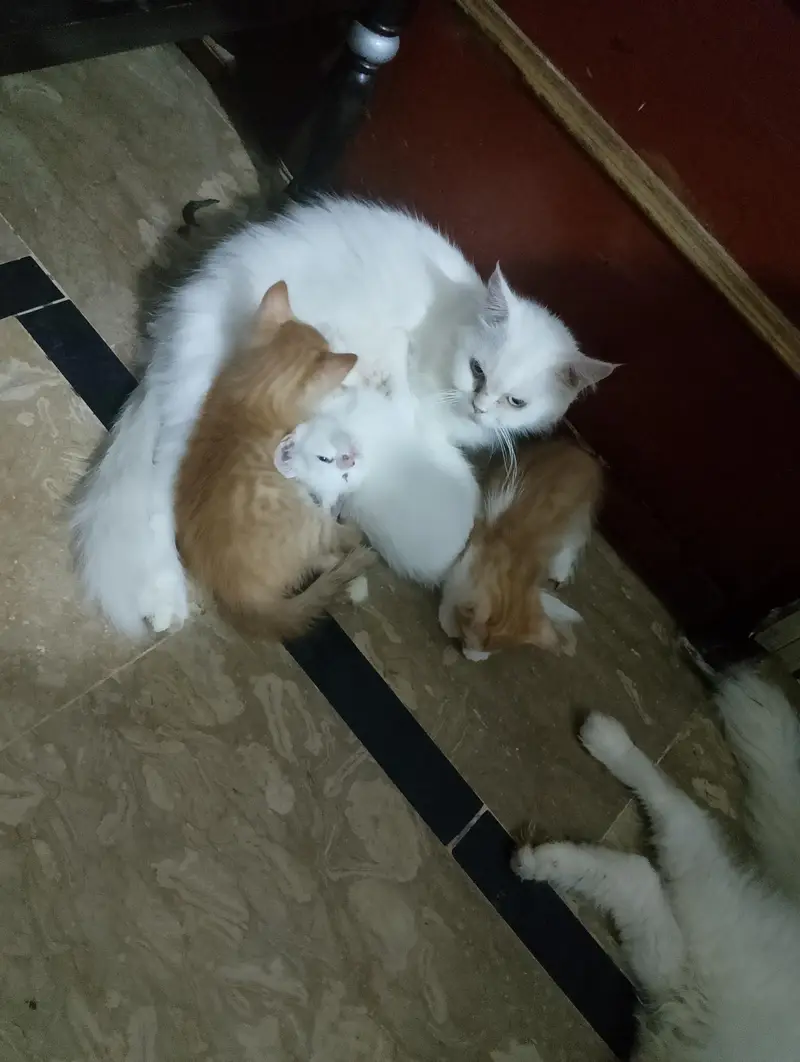 kittens for sale — photo 3
