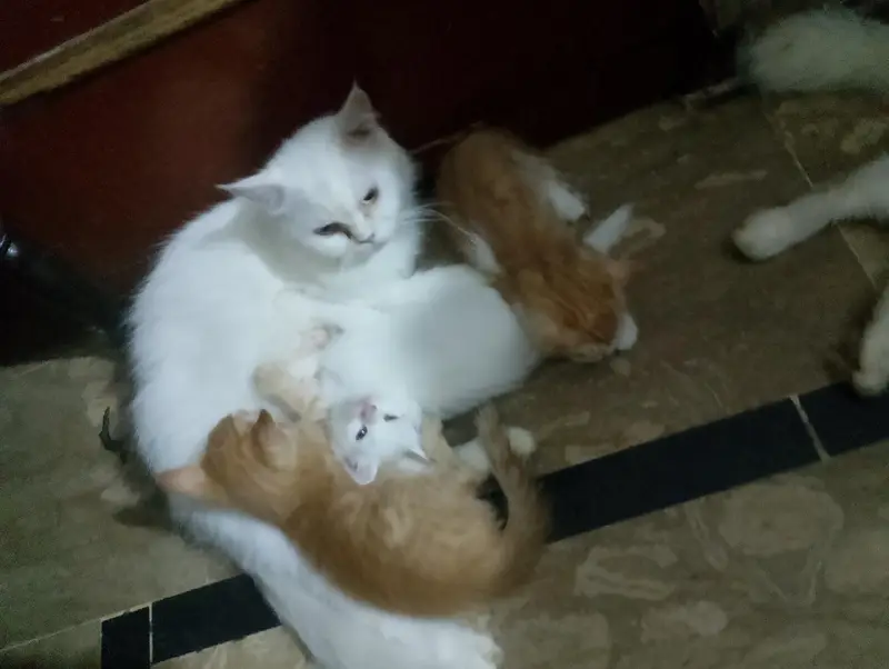 kittens for sale — photo 4