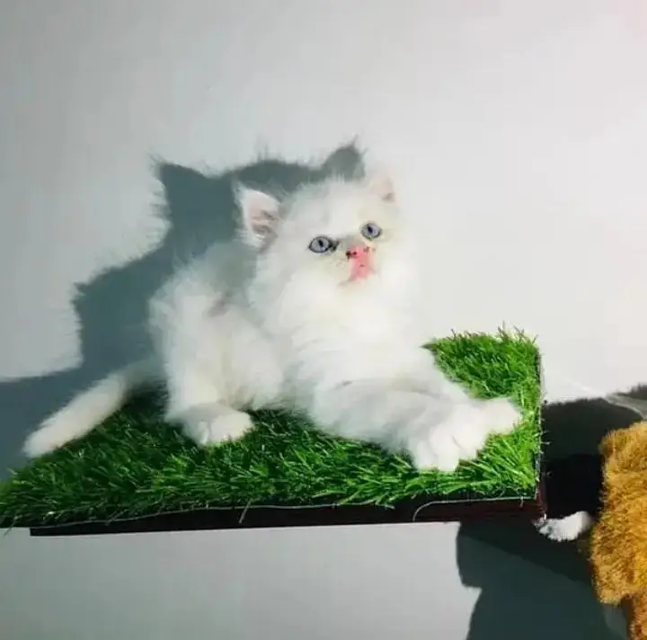 person cat for sale — photo 2