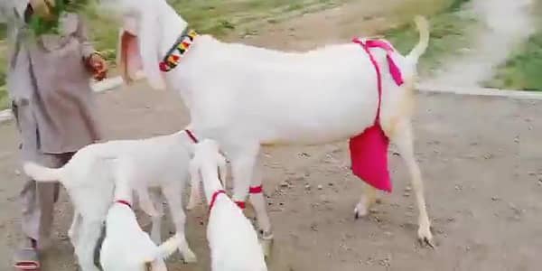 3 Bacchon Ka Sath Desi Bakri For Sale call _03279583582