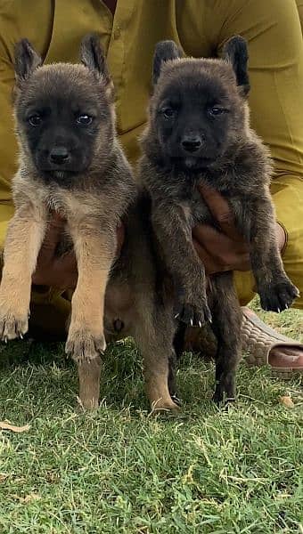 Belgium Bilinas pair 2 mahnt for sale active and healthy
