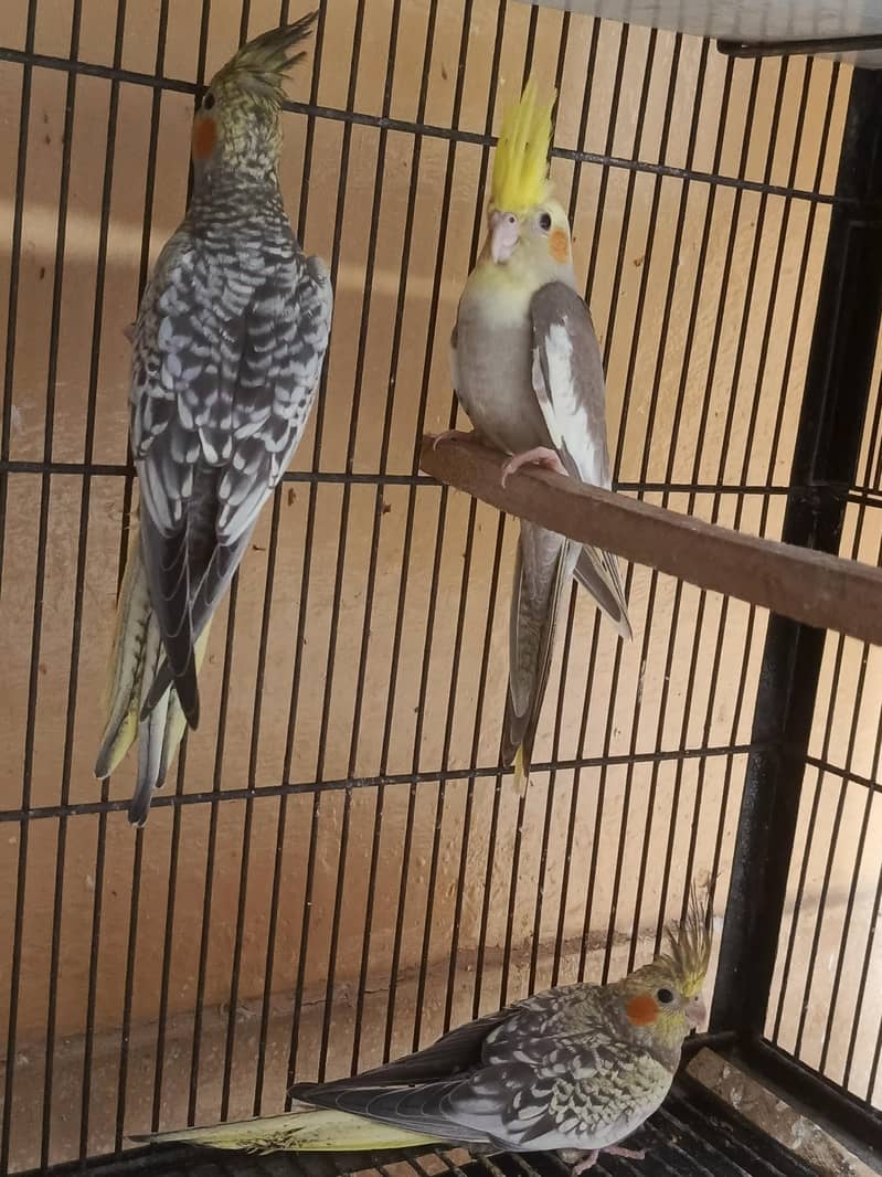 cocktail Chicks 1