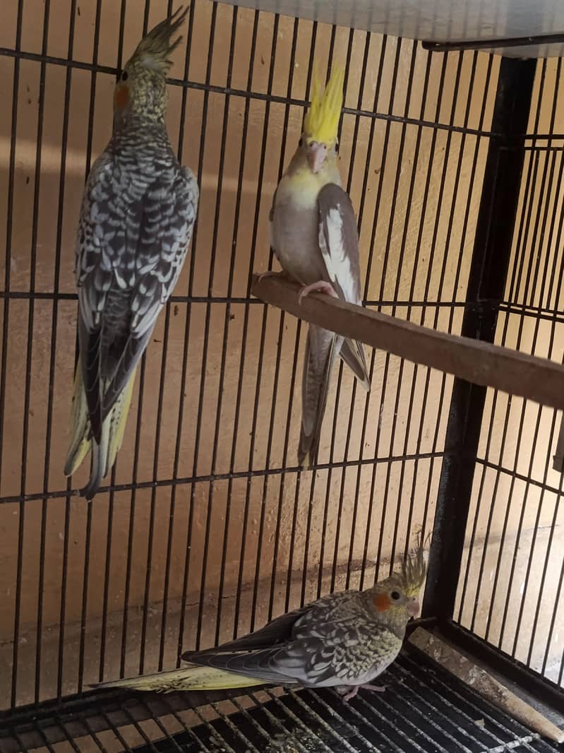 cocktail Chicks 2