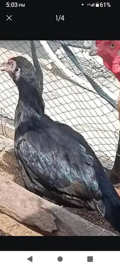 aseel munasib rate nn