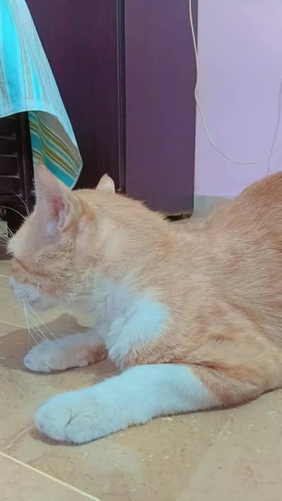 American orange tabby cat