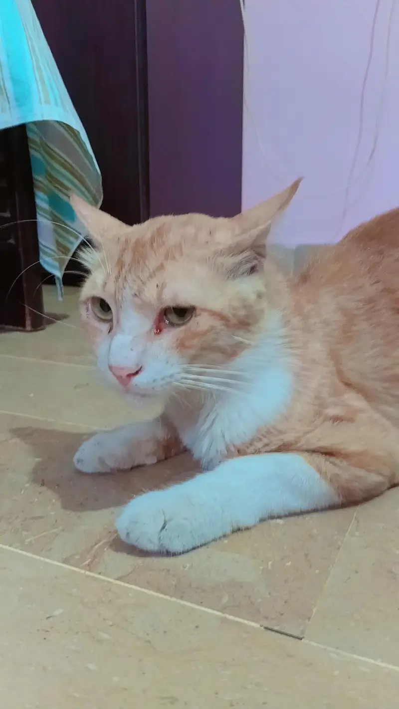 American orange tabby cat — photo 2