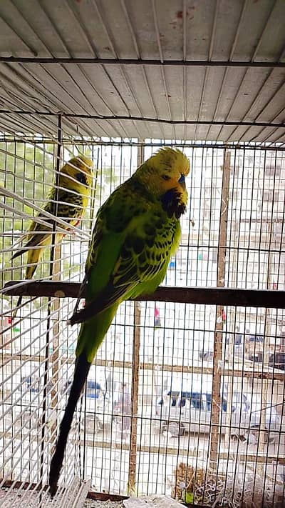Exhibition Budgies Male