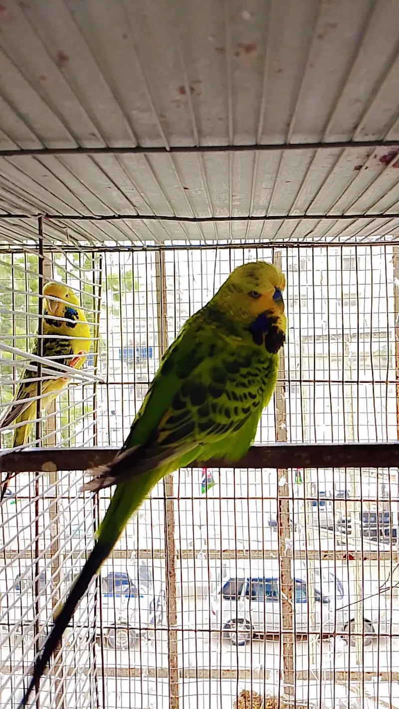Exhibition Budgies Male — photo 2