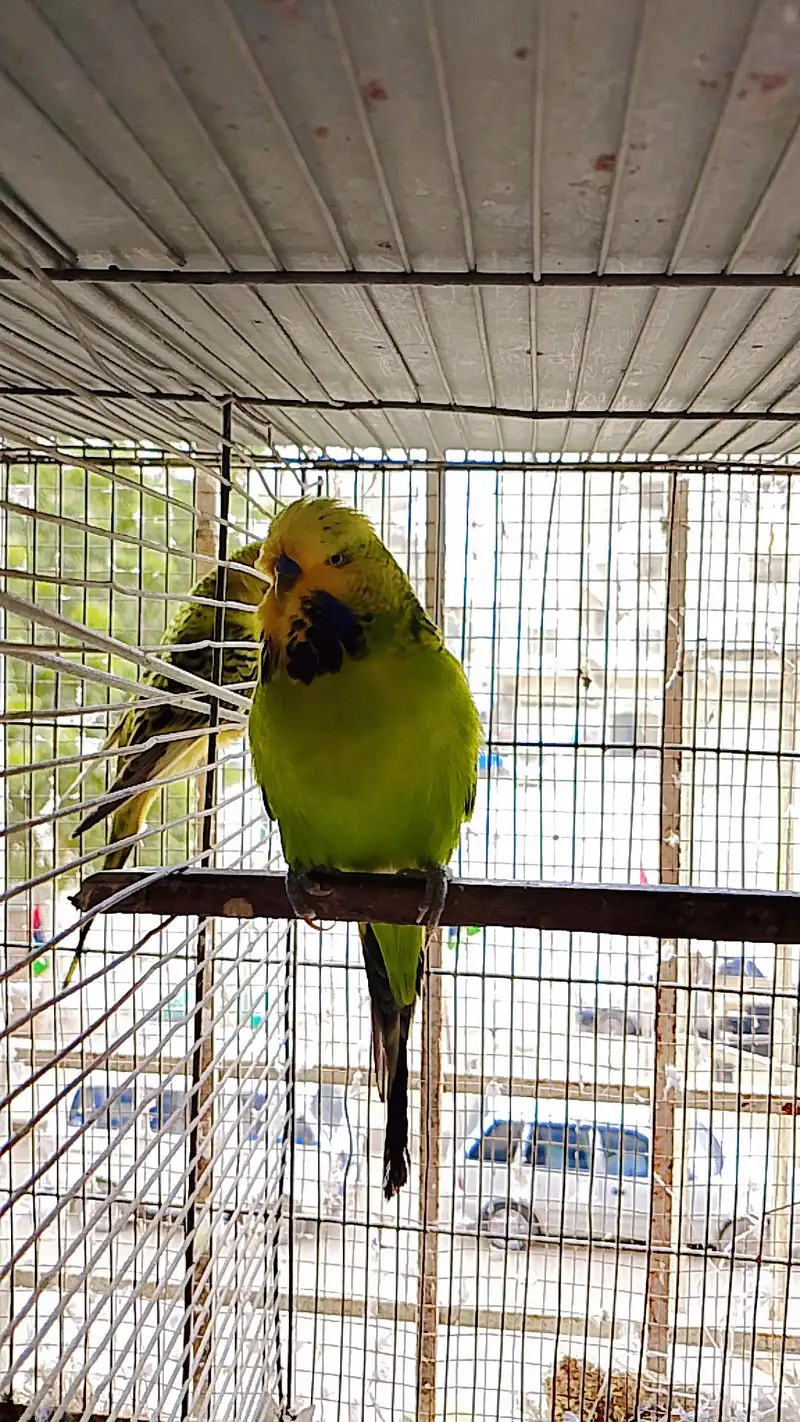 Exhibition Budgies Male — photo 3