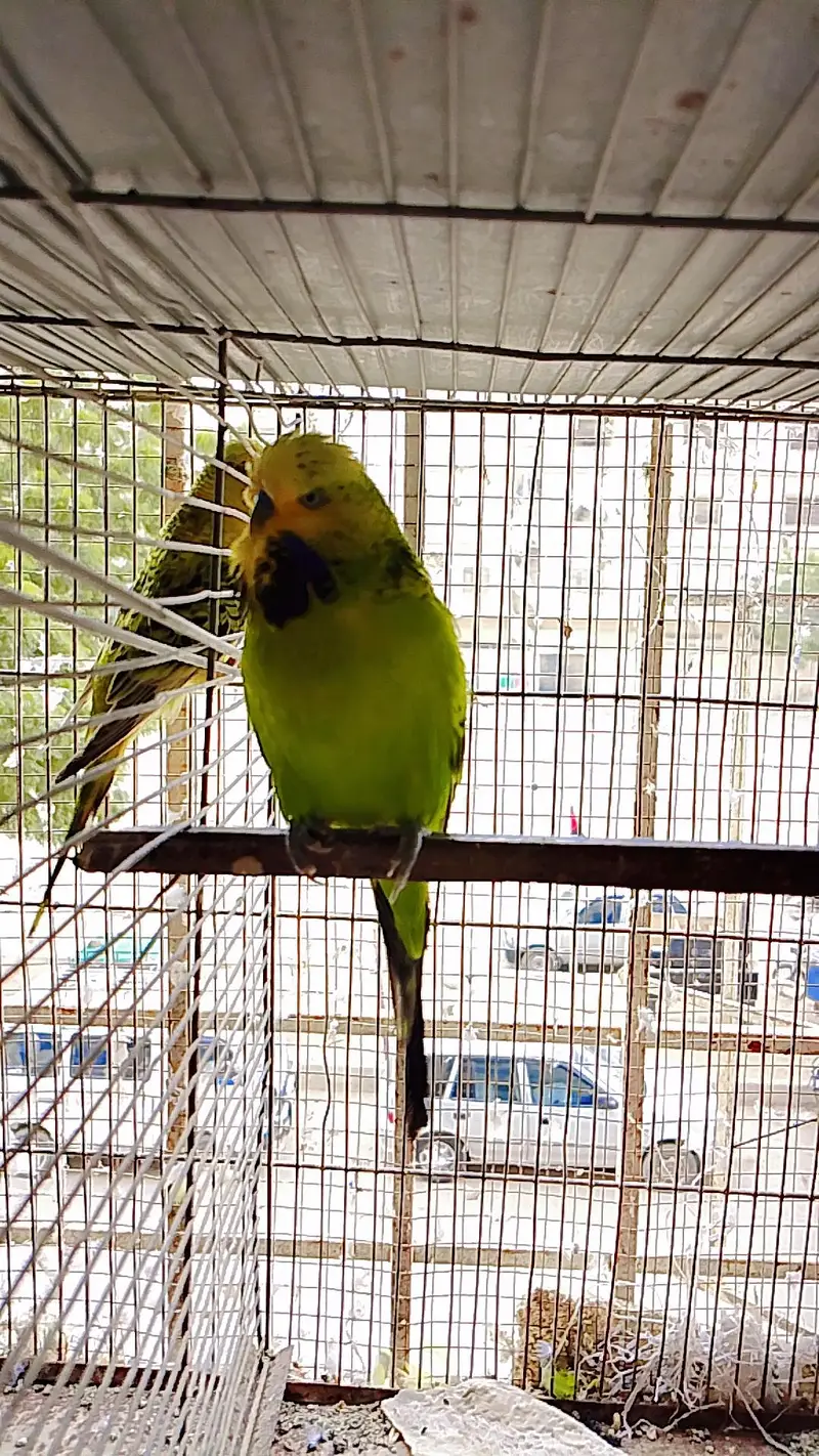 Exhibition Budgies Male — photo 4
