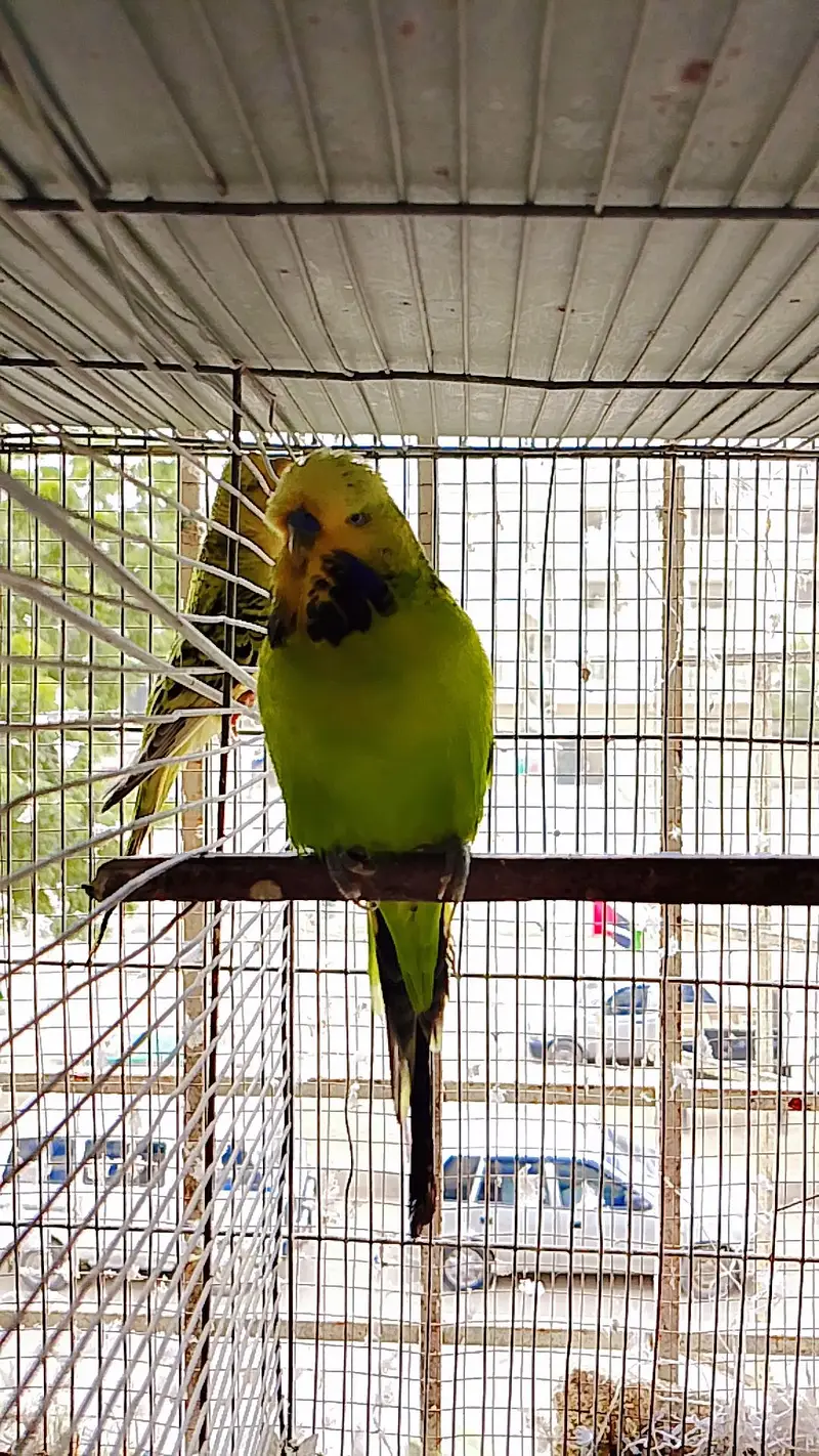 Exhibition Budgies Male — photo 5