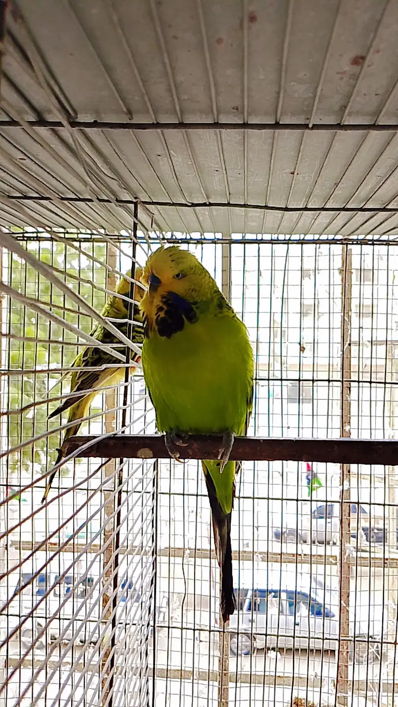 Exhibition Budgies Male — photo 6
