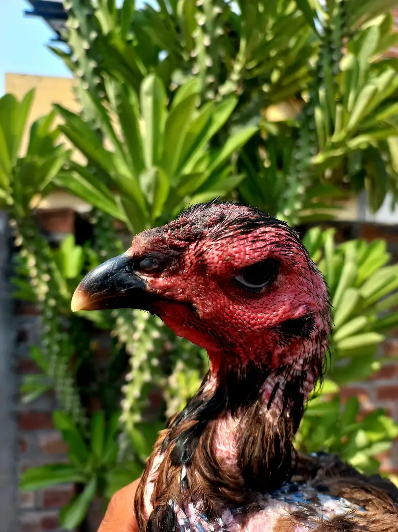 Dragon+ Thai 4 aseel  murgia eggs ky ley ready  for sale