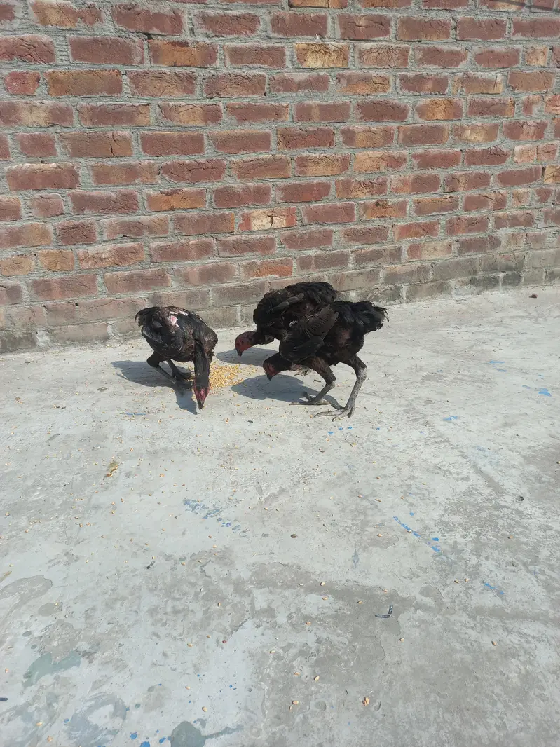 Dragon+ Thai 4 aseel  murgia eggs ky ley ready  for sale — photo 3