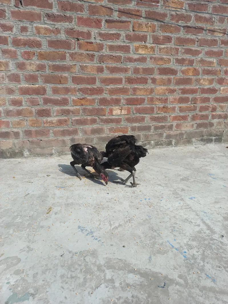 Dragon+ Thai 4 aseel  murgia eggs ky ley ready  for sale — photo 4