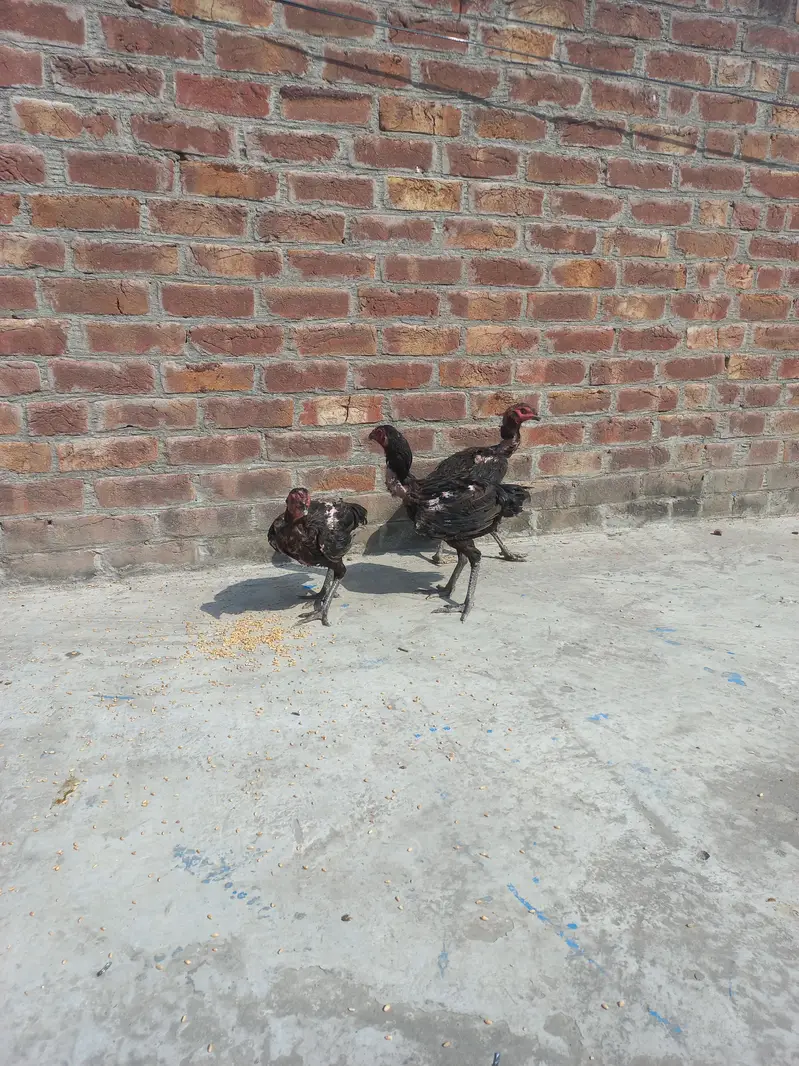Dragon+ Thai 4 aseel  murgia eggs ky ley ready  for sale — photo 5