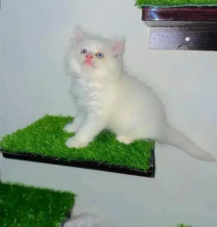 person cat for sale — photo 8