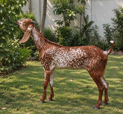 Makhi Cheeni female  – Beautiful and healthy goat