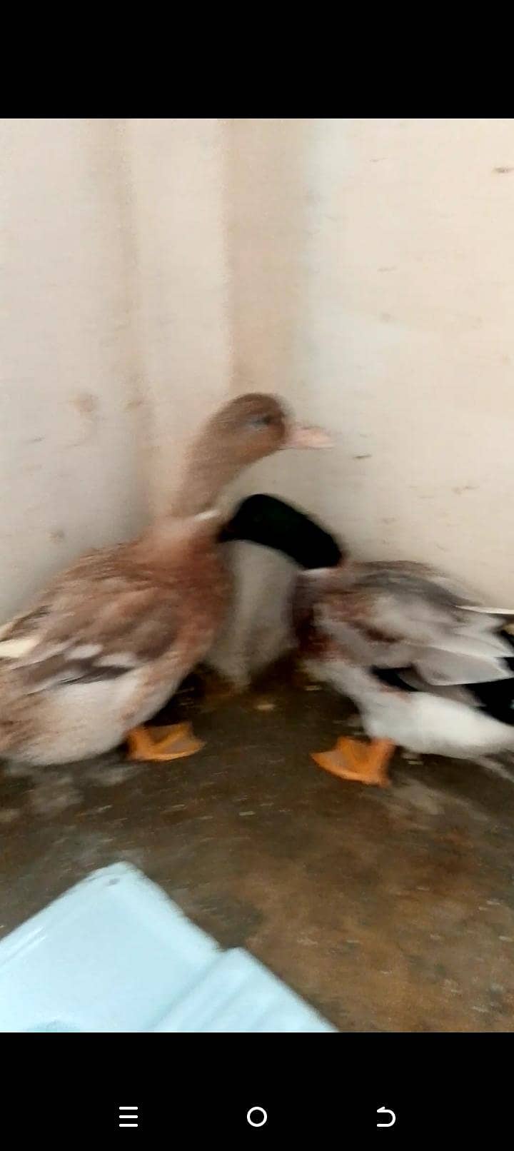 duck Pair 1