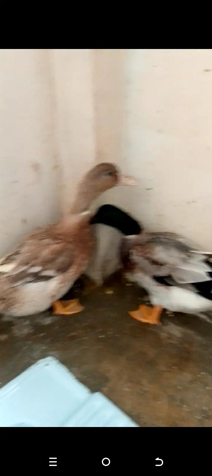 duck Pairs — photo 2