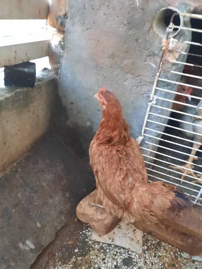 desi murgia